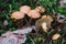 Close up on Suillus bovinus in the forest