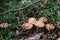 Close up on Suillus bovinus in the forest