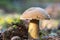 Close up of Suillus variegatus, known as the velvet bolete or variegated bolete growing in the forest on sunny day.