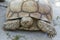 Close up Sulcata tortoise