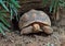 Close up Sulcata Tortoise or African Spurred Tortoise on The Ground