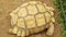 Close up of sulcata tortoise or African spurred tortoise hiding its head