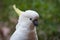 Close up of sulphur-crested cockatoo bird. Australian wildlife