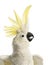 Close-up of a Sulphur-crested Cockatoo, Cacatua galerita, 30 years old, with crest up