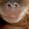 Close-up of Sumatran Orangutan\'s nose and mouth