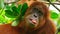 Close up of a Sumatran Orangutans is chewing food