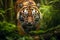 Close up of Sumatran Tiger