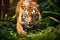 Close up of Sumatran Tiger