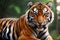 Close up of Sumatran tiger. Generative AI technology