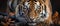 Close-up of Sumatran Tiger, Panthera tigris altaica