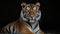 Close up of a Sumatran Tiger (Panthera tigris altaica)