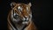 Close up of a Sumatran Tiger (Panthera tigris altaica)
