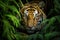 Close up of Sumatran Tiger, Panthera tigris altaica, A Bengal tiger stealthily stalking its prey in the dense jungle, AI Generated