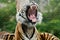 Close up of a sumatran Tiger yawning with large teeth on show