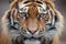 close-up of sumatran tigers face with intense gaze