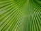 Close up Sumawong's Palm leaf background. Scientific name Licuala peltata