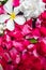 Close up of summer blossom flower in jar. White Plumerias and re