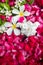 Close up of summer blossom flower in jar. White Plumerias and re