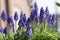 Close up Summer hyacinth in the garden