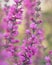 Close up of summer purple wildflowers. Lythrum salicaria or purple loosestrife. Medicinal plant