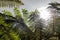 Close-up of a sun backlit fern plant leaf