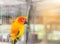 Close up sun conure Aratinga solstitialis