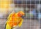 Close up sun conure climbing in the cage