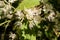 Close-up sun-drenched flowers of wild bird-cherry in spring.