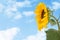 Close-up of sun flower against a blue sky