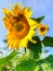 Close up sun flowers full blooming over blue sky