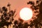 Close up of the sun framed by tree branches, shinning through a smoke cloud and casting an orange light; Smoke plume covering the