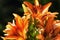 Close up or sun lit orange daylilies