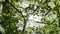 Close up Sunbeams shining through lush green leaves