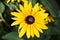 A close-up of sunflower