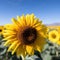 a close up of a sunflower