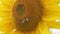 Close up on sunflower and bee. Sunflower field on farm in suburbs.