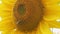 Close up on sunflower and bee. Sunflower oil agriculture.