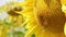 Close up on sunflower and bee. Sunflowers swaying in the wind.