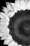 Close up of Sunflower in black and white