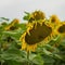 Close-up sunflower head, source of vegetable oil with amazing healing properties. Summer square background on different