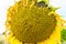 Close-up of sunflower natural background. blooming. Sunflowers symbolize adoration, loyalty and longevity.