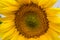 Close-up of sunflower natural background. blooming. Sunflowers symbolize adoration, loyalty and longevity.