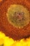 a close up Sunflower Nature, Sunflowers meadow Nature background