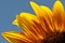Close Up of Sunflower Petals
