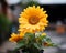 a close up of a sunflower in a pot