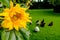 Close-up of a sunflower, showing its delicate detail, with a small flock of hens grazing in the background, in a large garden.