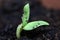 Close up of a Sunflower Sprout on Soil