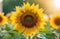 Close-up of a sunflower with sun rays