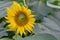 Close up of sunflower, Sunflower flower of summer in field, sunflower natrue background with copy space