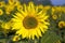 Close-up of sunflower in sunflowers field, Germany